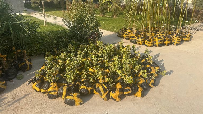 Read more about the article Filialimizni yashil makonga aylantiraylik!