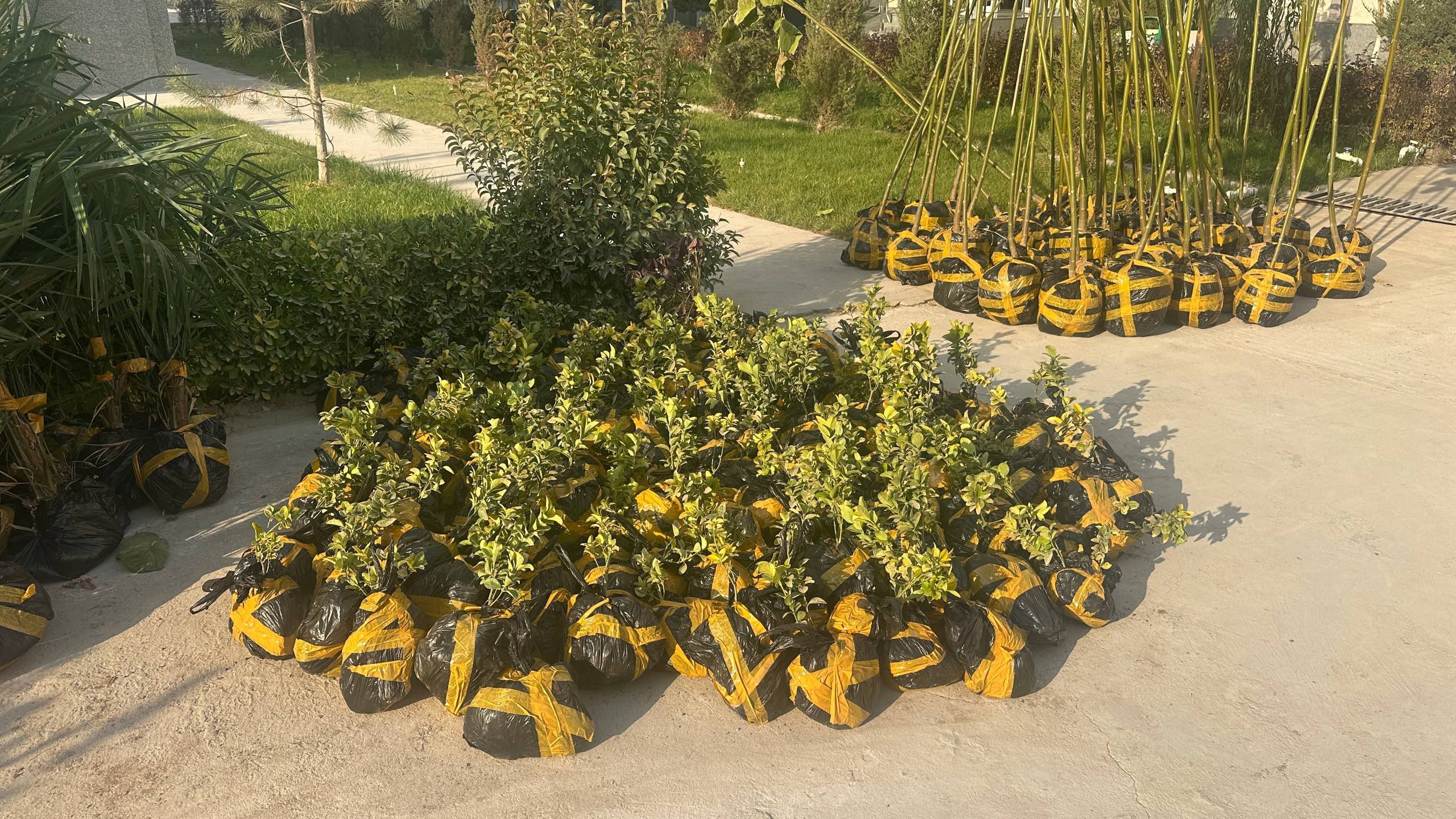 Read more about the article Filialimizni yashil makonga aylantiraylik!